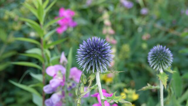 Blumen am Simonsberg Untersteinbach