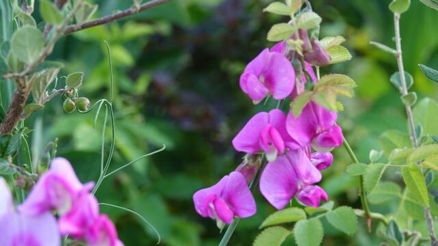 Blumen am Simonsberg Untersteinbach