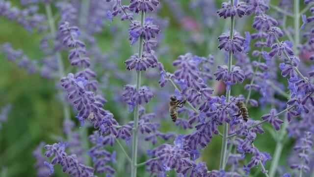 Blumen am Simonsberg Untersteinbach