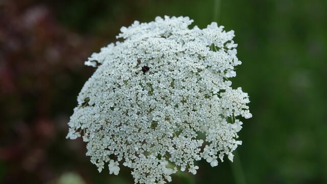 Blumen am Simonsberg Untersteinbach