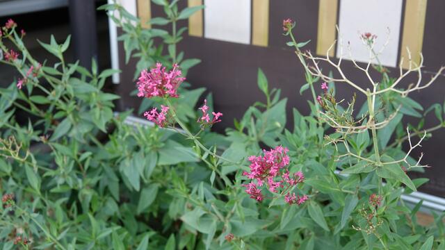 Blumen am Simonsberg Untersteinbach