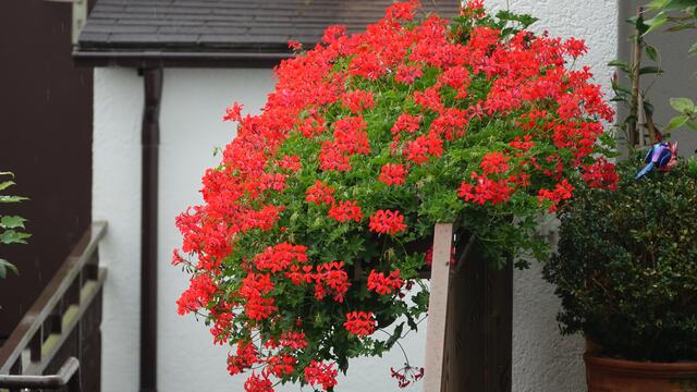 In Nachabars Garten in Oedheim