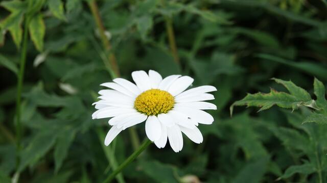 Blumen am Simonsberg Untersteinbach