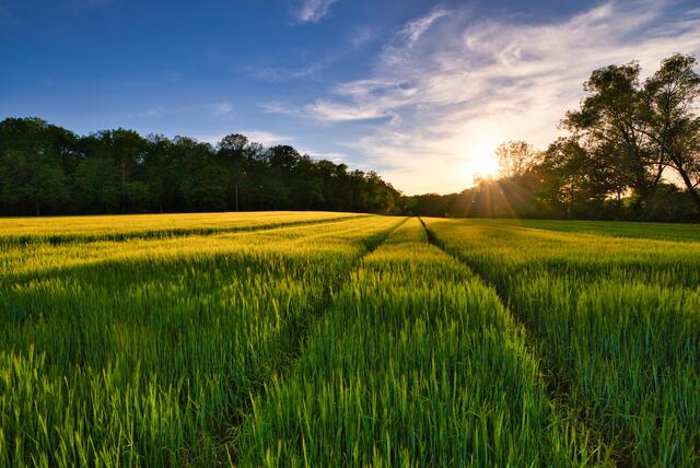 Sonnenuntergang über einem Gerstenfeld bei Haberschlacht