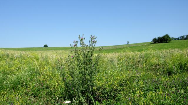 Auf der einen Seite noch eine angelegte Blumenwiese für die Insekten