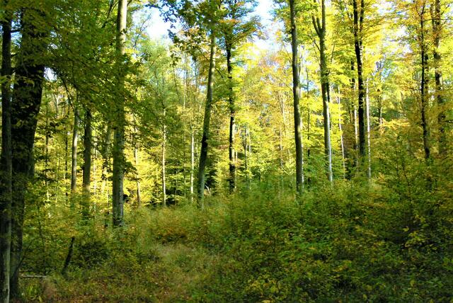 Ich denk ich bin im Wald
