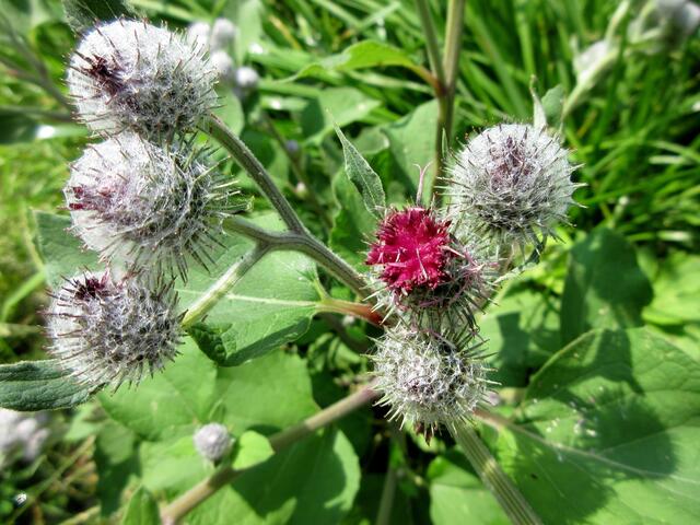 Filz- oder Wollkopf-Klette (Arctium tomentosum)