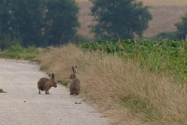 Plausch am Wegesrand