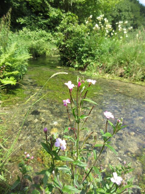 Gegenüber am Weg entspringt die Fils. Wasser sprudelt recht unspektakulär aus dem Boden in ein Becken. Mir gefällt die blühende Seite besser.