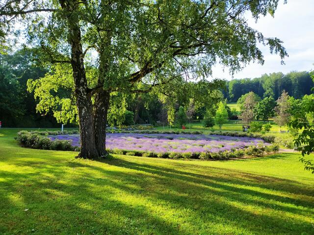 Das herrliche Lavendellabyrinth lädt im Salinengarten zu einer besinnlichen Pause ein
