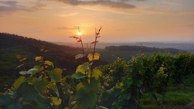 Sonnenuntergang im Wengert