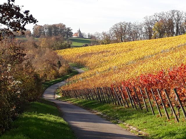 In den herbstlichen Weinbergen bei Gundelsheim