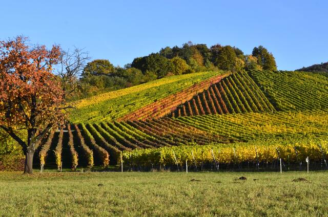 Der Herbst  bei Michelbach mit seinen bunten Seiten