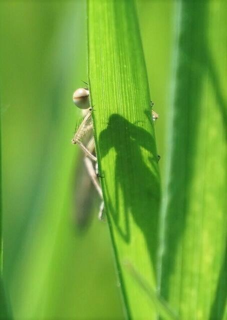 Libelle