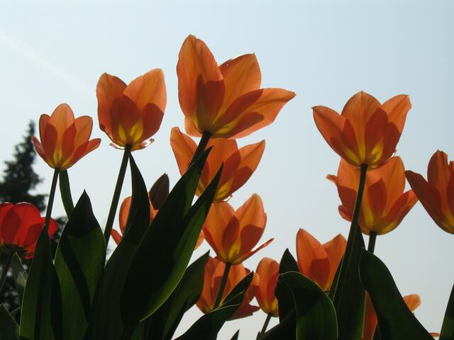 durchsichtige Tulpen 2