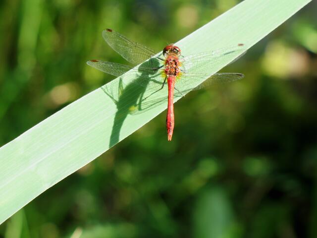 Libelle 1