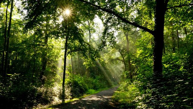 Die Sonne zaubert Licht und Schatten in den Stockheimer Wald