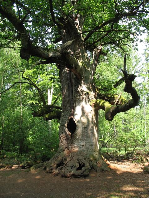 Uralte Eiche im Wechselspiel von Licht und Schatten