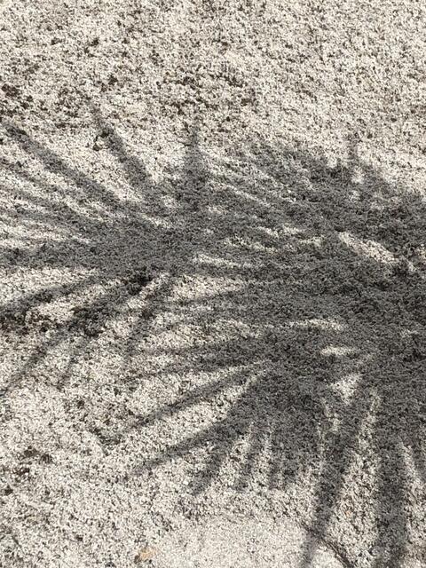 Sonne, Sand und Palmen….