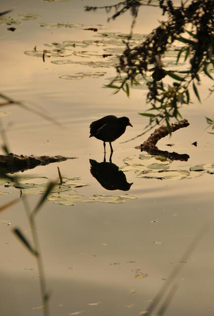 Blesshuhn mit Morgenschatten im Ziegeleipark