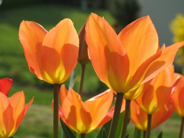 durchsichtige Tulpen 1