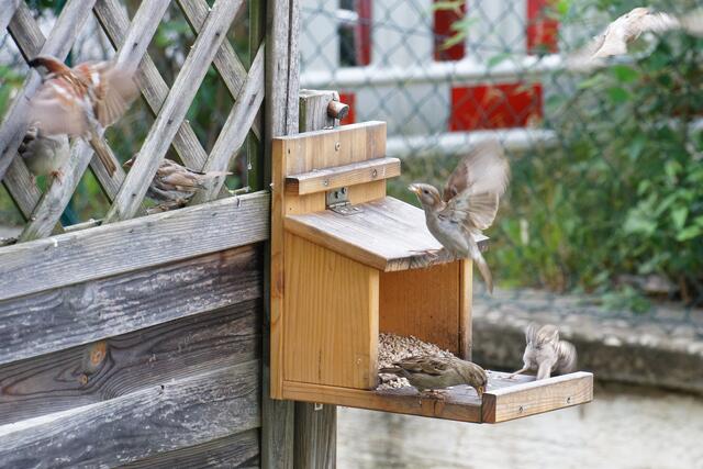 Hektik beim Abendessen