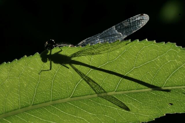 Libellenschatten