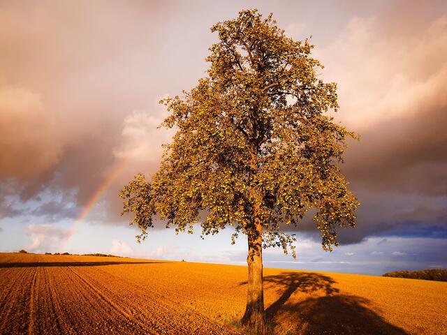 Herbstschatten