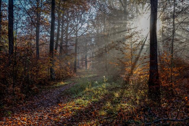 Nebel im Wald