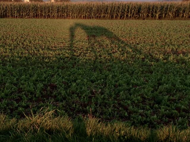 Spaziergang mit Pferd