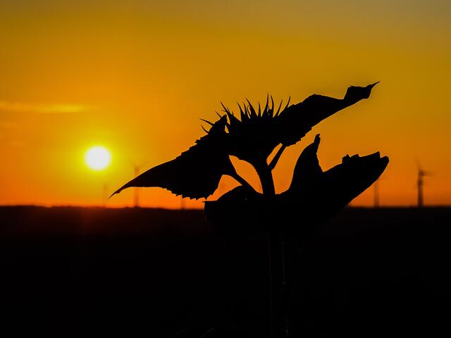 Sonnenblume im Abendlicht