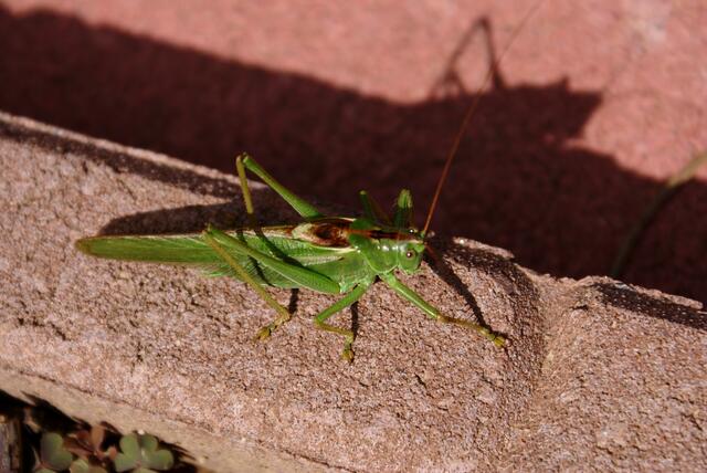 Heupferd vorm Haus