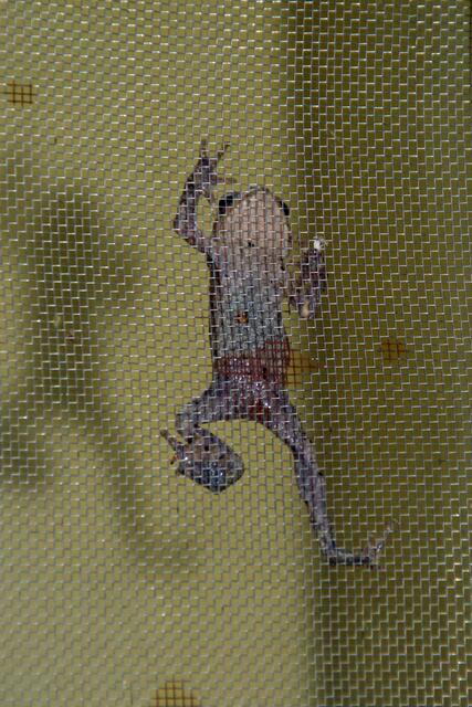 Frosch am Mückengitter des Lichtschachts