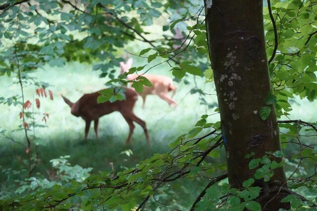 Es wird noch in aller Ruhe geäst, dann zieht das Paar ins Dickicht.