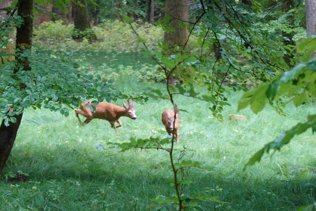 Der Bock zieht hinterher und beginnt das Schmalreh zu treiben.