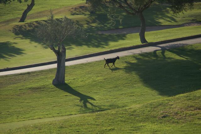 Golfplatz-Ziege