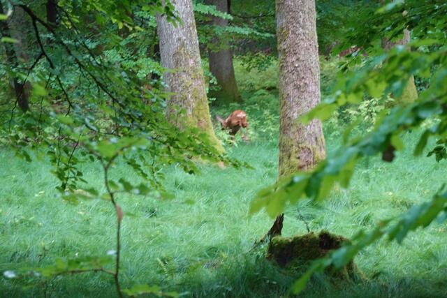 Noch ein kleiner Hüpfer und das Schmalreh verschwindet im Dickicht.