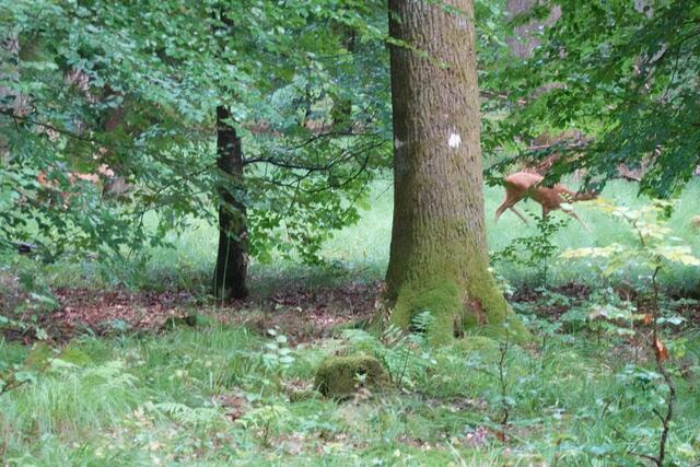 Nur Bruchstückhaft sind hier der Rehbock und das Schmalreh zu erkennen.