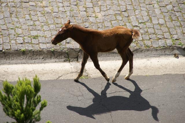Schritt auf Schritt geht sein Schatten mit