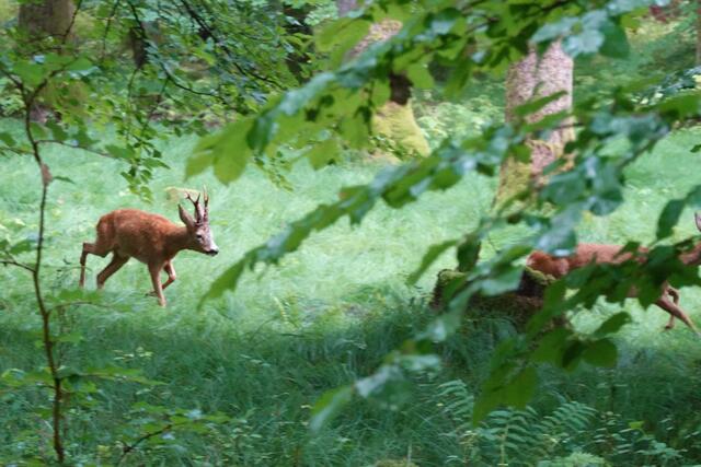 Munter geht die Hatz im Kreis herum. Sie ziert sich, möchte ihn aber auch nicht verlieren. "Ich mag Dich, aber komme mir (noch) nicht zu nah!"