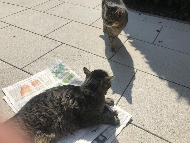 Katze und ihr Schatten