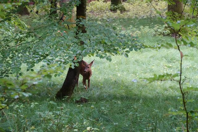 Nach dem Blatten näherte sich das Schmalreh auf 20 Meter meinem Standort hinter der Buche.