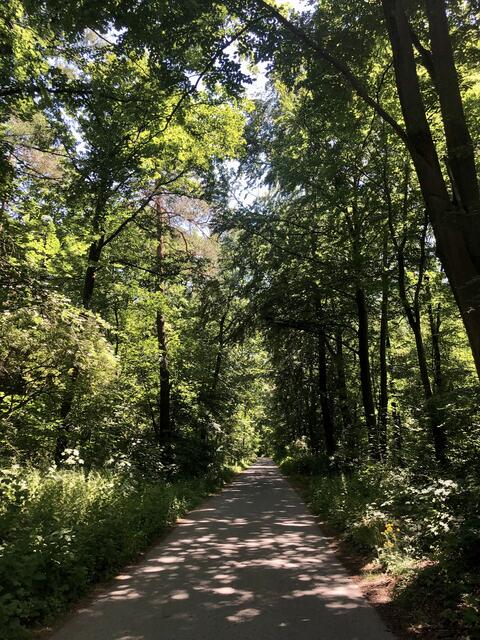 Die Natur malt die schönsten Schatten