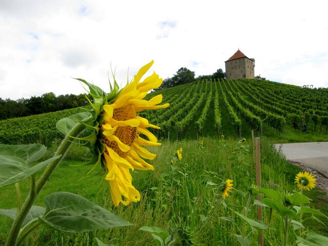 Die Sonnenblumen geben dem Turm der Burg Wildeck einen sonnigen Rahmen.