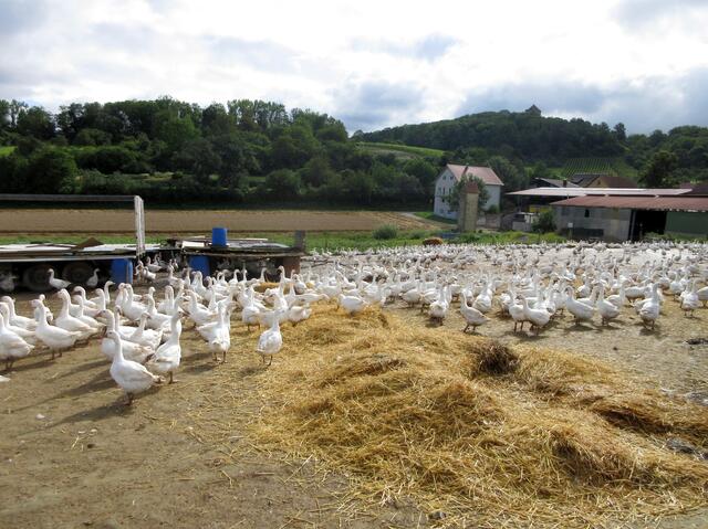 Für die Vielzahl der Gänse hört sich das Geschnatter gar nicht so laut an. Vielleicht ist das wie bei den Menschen, man kann nicht mehrstimmig reden, aber Singen und so klangen die unterschiedlichen Tonlagen der Tiere recht nett zusammen.