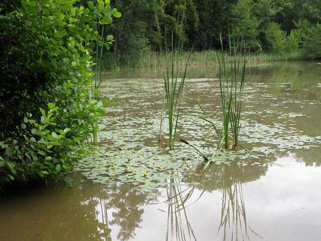 Am Annasee, viele Teichmummeln, wie die Gelbe Teichrose auch genannt wird.