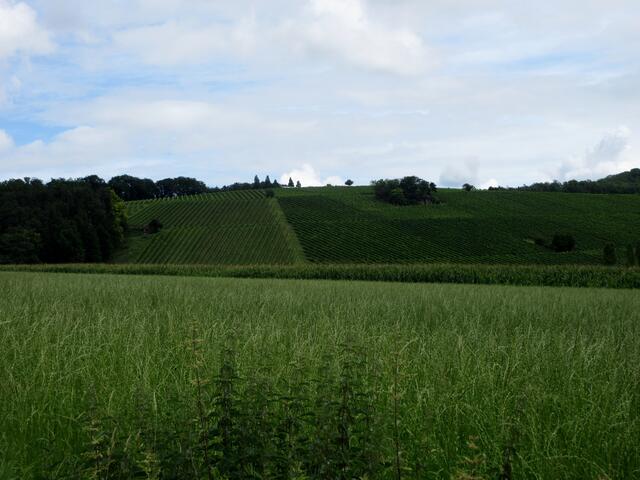 Hier wurde Wald gerodet, um diese Weinberge anzupflanzen. Das war, wie uns erzählt wurde, bereits in den 70ern. Ob das heute noch genehmigt würde?