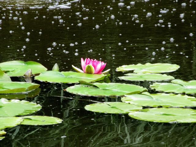 Das ist eine Seerose, oben beim Amalienhof. Und dieser Teich wird durch eine Pumpe belüftet.