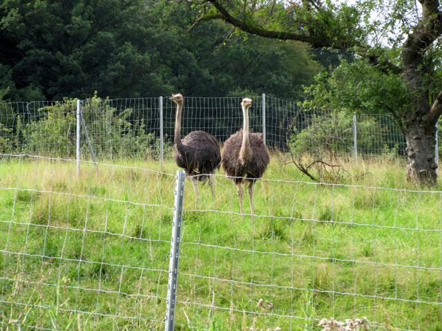 Dass es sich hier um Emus handelt, hat Michael mit Unterstützung der Community bereits letzten Sommer geklärt.