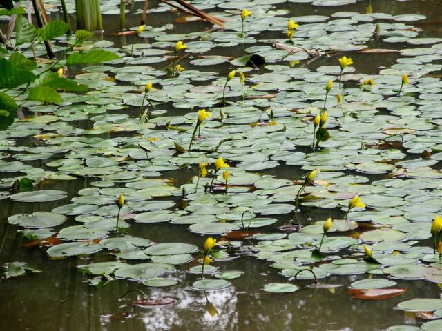 Auch Teichkandel nennt man sie.